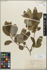 Foto von Salix myrsinifolia Salisb.